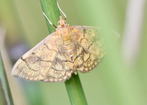 Réf. 289 467 : Anania verbascalis